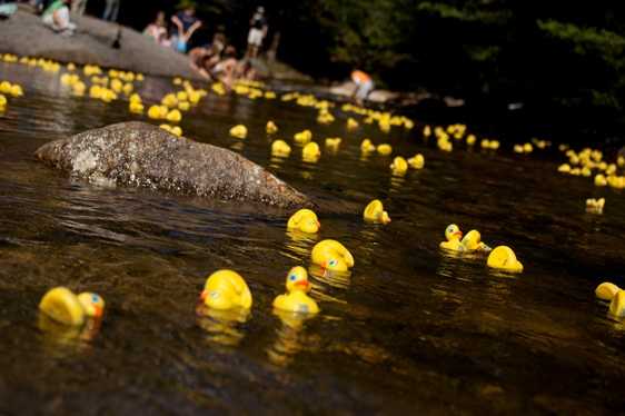 Rubber-Ducky-Regatta.jpg