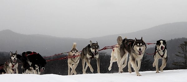 Dog Sledding.jpg