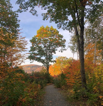 forest bathing