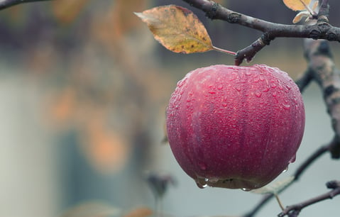 apple-picking-nh.jpeg