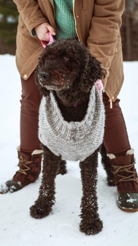 taking your dogs on vacation in nh