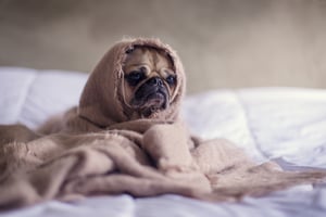 keep your pug warm this winter