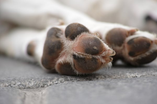 winter dog paws