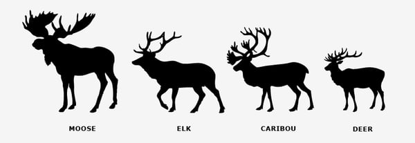 moose-scale