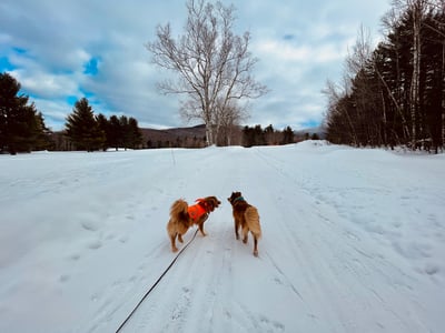 xc_ski_dogs