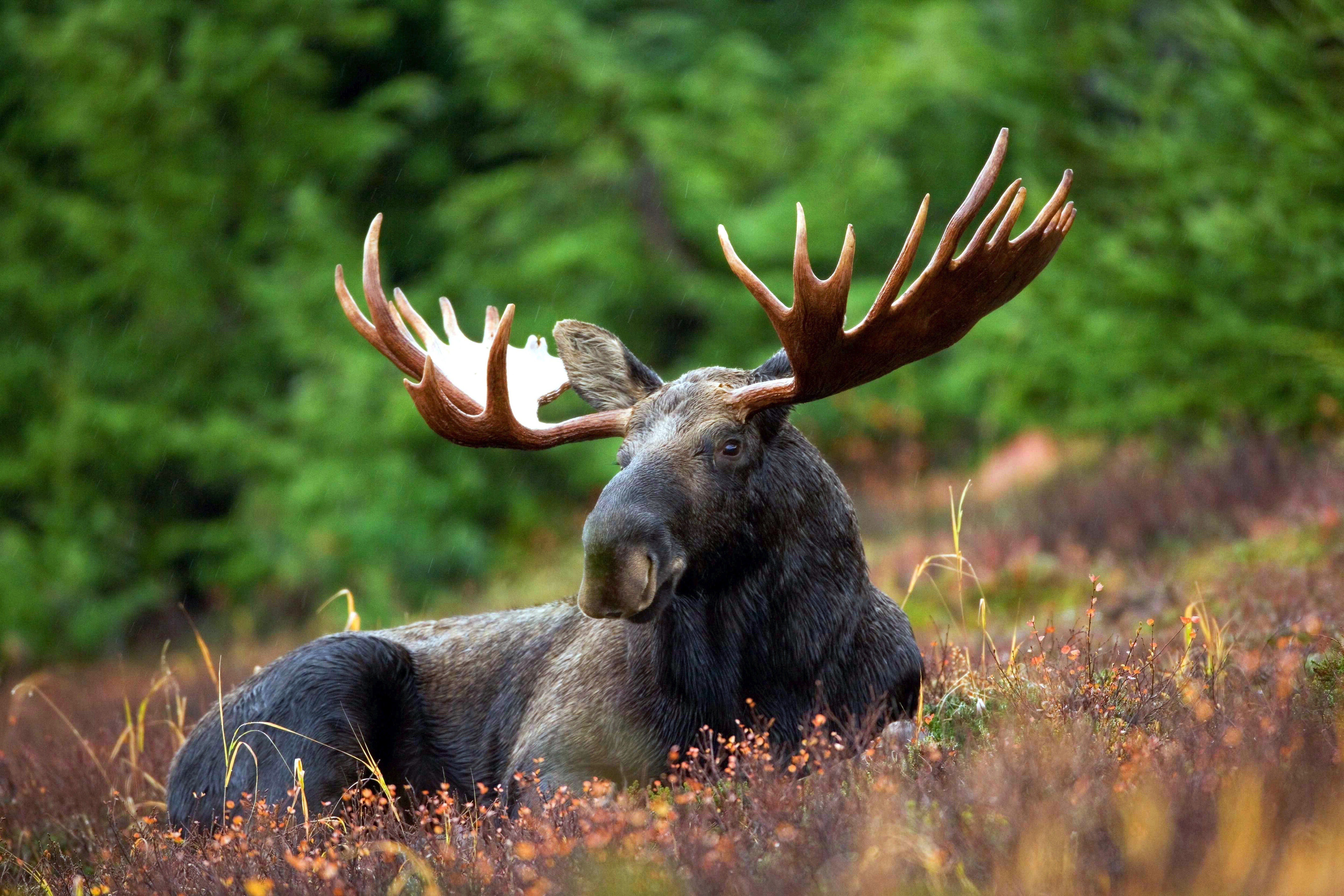 Wildlife of the White Mountains